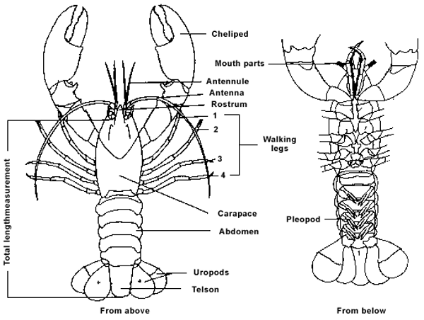 Diagram: Anatomical characteristics of the yabby, C. destructor