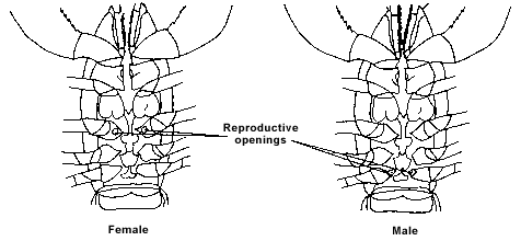 Diagram: Location of reproductive organs for crustaceans