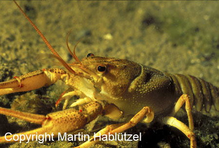 Galizierkrebs-Galiciancrayfish-Astacusleptodactylus_2