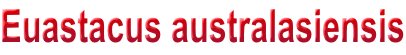 Euastacus australasiensis