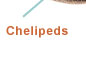 More about Chelipeds