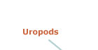More about Uropods